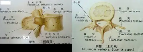 以上并没有标出椎弓根及椎弓峡部,可以看下面图片