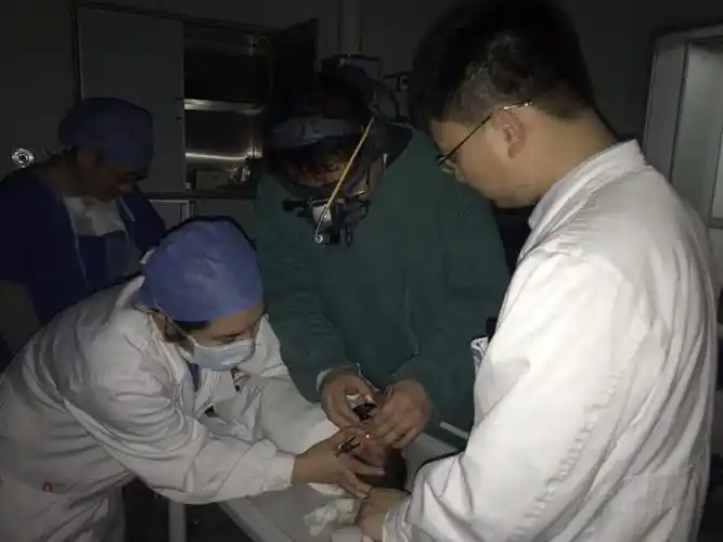宝宝出生两天查出眼睛有问题 医生在15毫米眼球上做手术