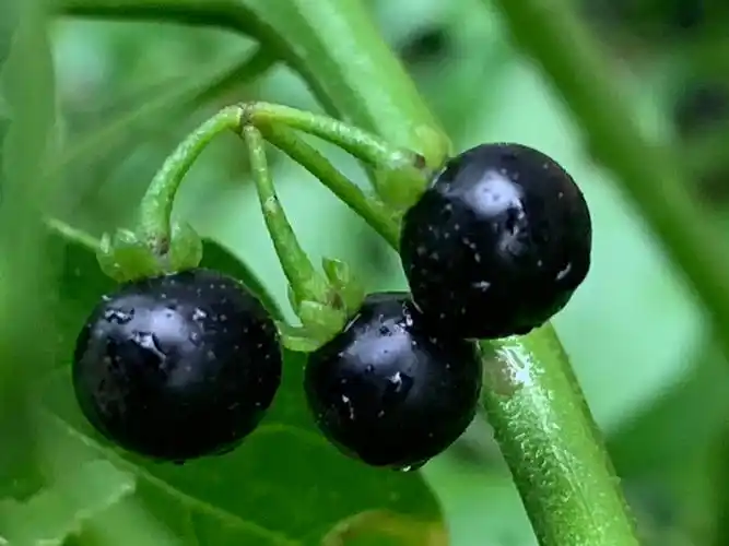 新鲜龙葵果 野生500克东北黑天天黑悠悠黑呦呦黑星星端端水果【图片