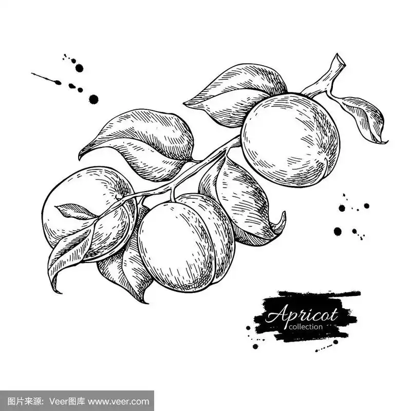 绘画插图,夏天,杏,矢量,食品
