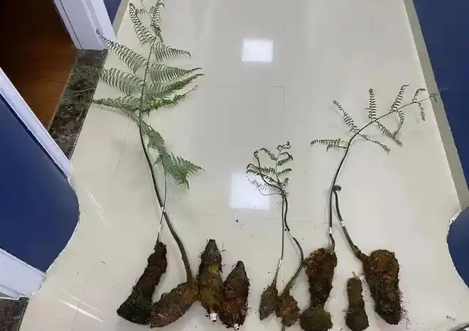 男子花100元买盆花,警察半夜找上门,结果悲剧了|杜鹃|金毛|植物|苏铁