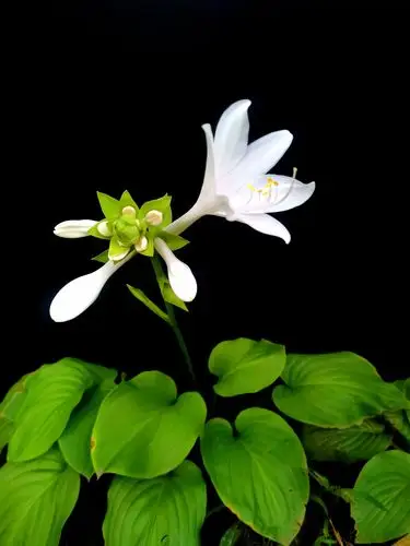 手机随手拍 白玉簪花美