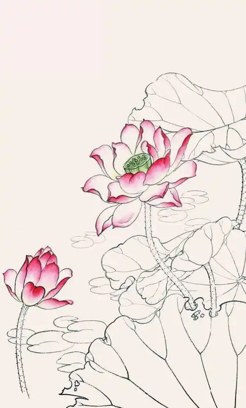 工笔画教程:荷花白描线稿和上色详细步骤图解,简单易学,收藏!