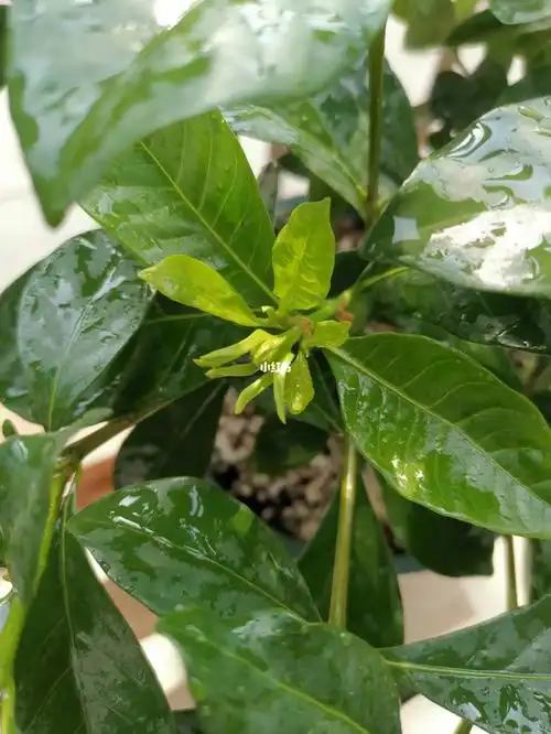 栀子花苞好招虫啊01