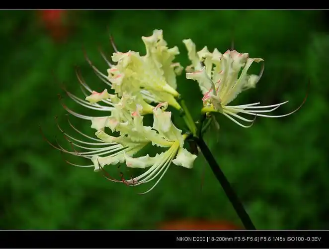 散文随笔彼岸花