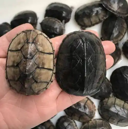 原创麝香龟能长多大麝香龟的寿命有多长