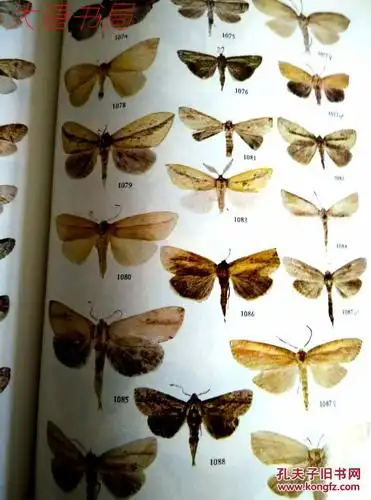 《中国蛾类图鉴》2,4合售,馆藏,一版一印,16开