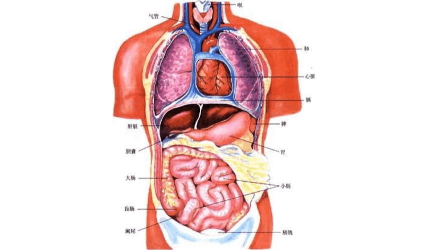 五脏六腑位置图