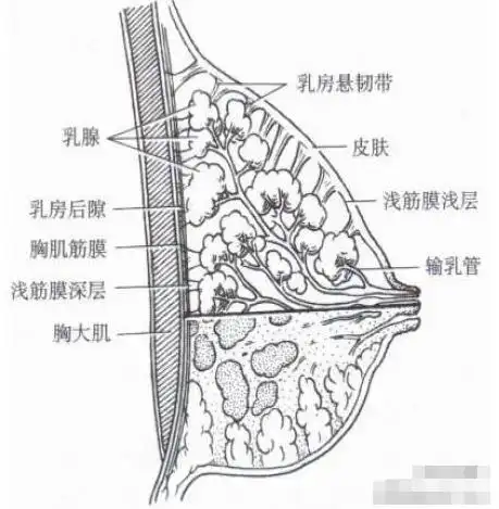 导致胸部下垂的元凶是外部的地心引力和乳房悬韧带的松弛!