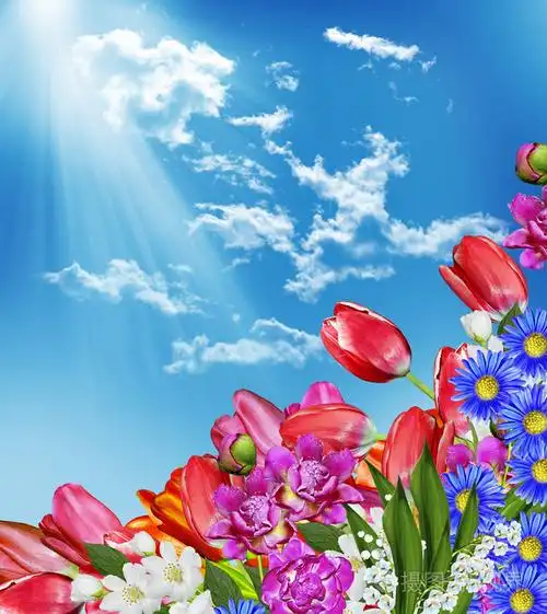 春天的花朵郁金香的蓝天白云背景