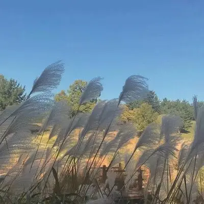 全民k歌背景相片