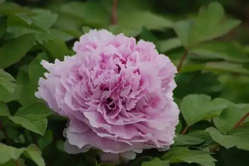 2021年洛阳最全牡丹品种介绍给正在赏牡丹的你