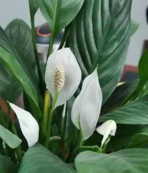 12生肖对应的招财花,来看看属于你的是哪一种_腾讯新闻