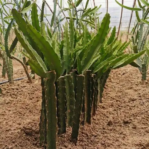 红心火龙果苗南北方四季种植 40-50公分三颗装直播间