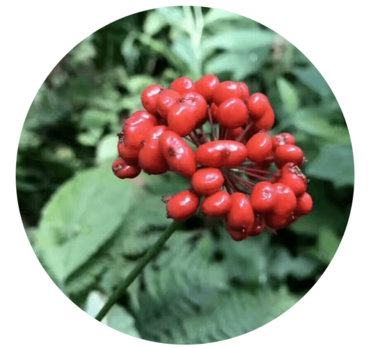 红参ginseng radix et rhizoma rubra基源:五加科植物人参panax