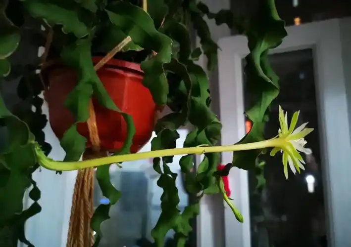 p data-id="tmbzcjiaocix">卷叶昙花:是仙人掌科,令箭荷花属的植物.