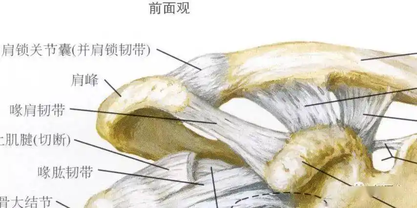肩锁韧带,喙锁韧带关节上面部分存在不完整的关节盘.