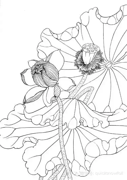工笔线描花卉画谱——荷花
