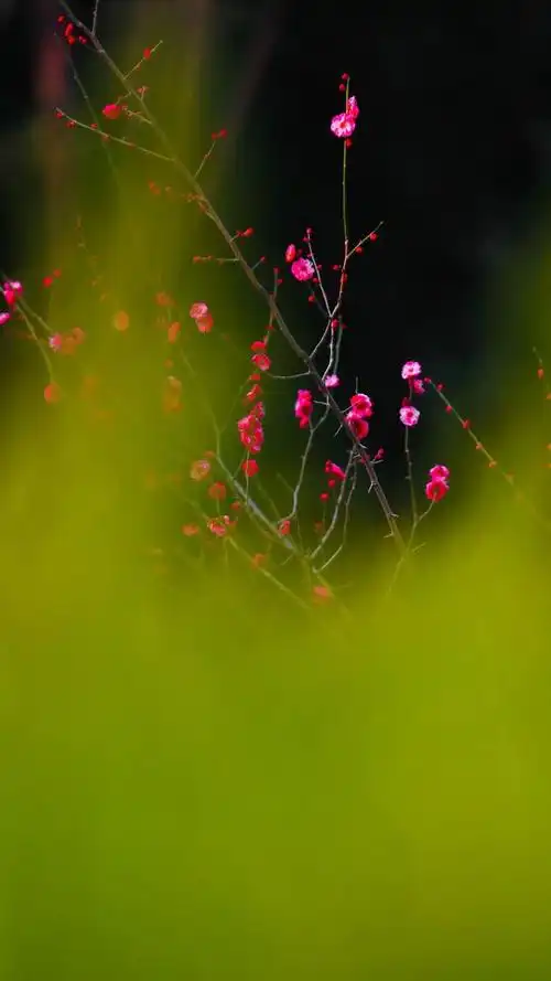 来了郑州最全赏梅攻略