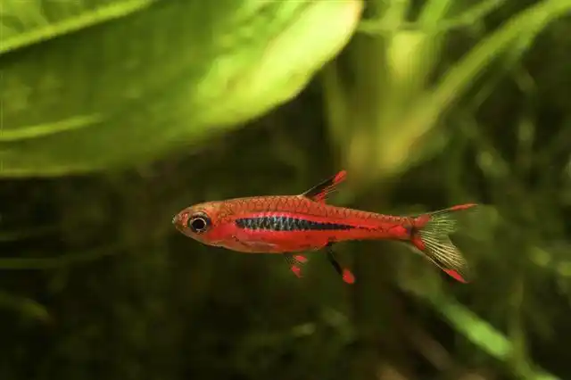 请问红蚂蚁灯和火焰小丑灯是一种鱼么