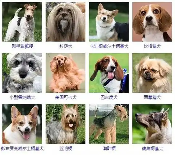 看完这些是不是觉得狗的品种怎么这么多呢