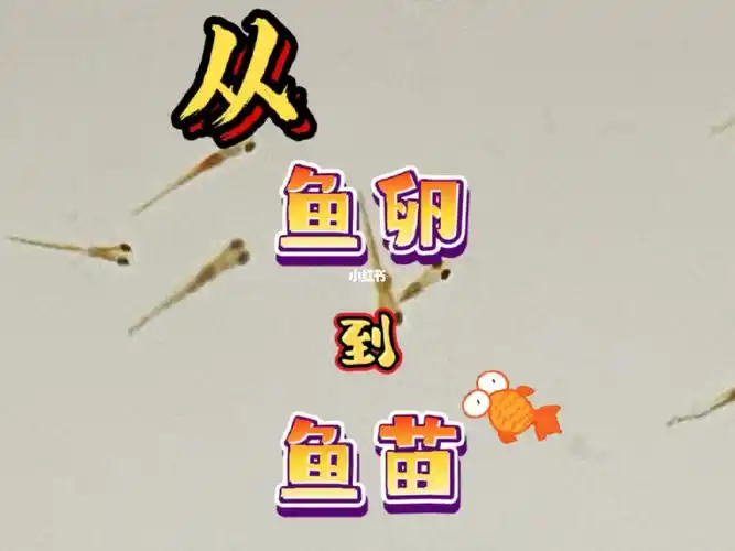 金鱼鱼卵孵化过程