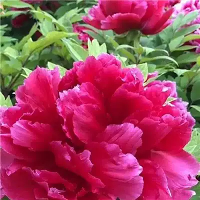 适合做头像的牡丹花朵图片 高清花开富贵牡丹_微信头像_头像屋