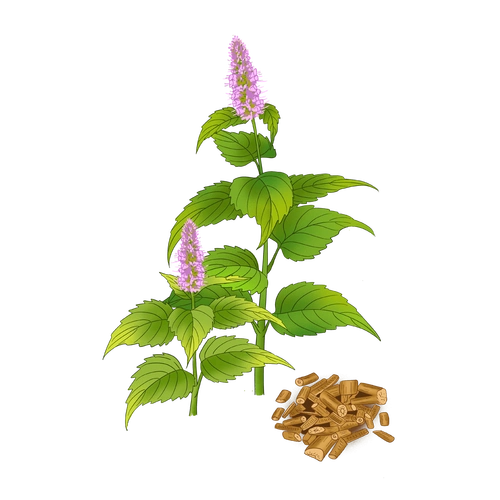 藿香丨不仅可以入药在生活中还可以这样用