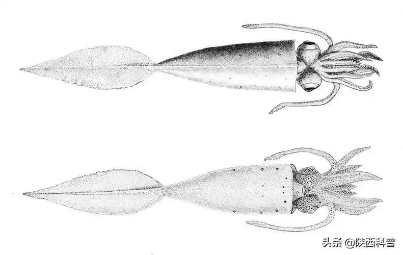 明明是要隐身,为何朝自己喷墨?_鱿鱼