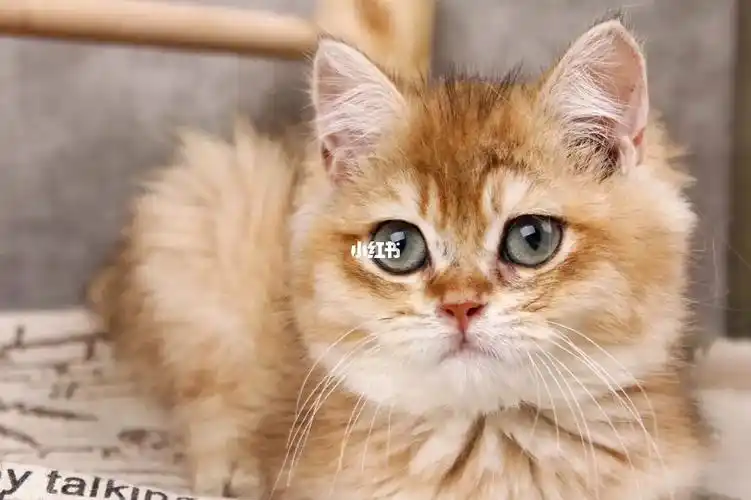 黑金渐层在线找主人