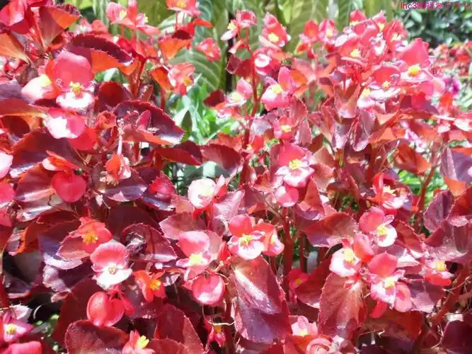 红叶四季海棠花【原】【组图】 ---赖鸿春