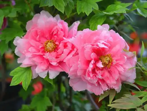 牡丹摄影百图 ~ 刘亚平2020年大年初一摄于广州