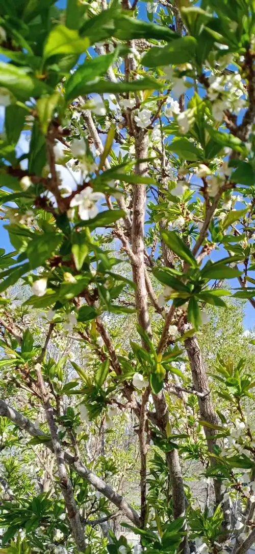 李子树己开花,需要用什么药喷施防果实生虫.-专家问答 - 惠农网
