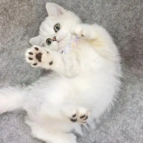 英短银渐层矮脚弟弟曼基康真可爱