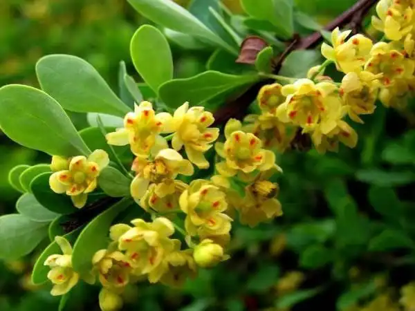 黄柏(芸香目芸香科植物)_尚可名片