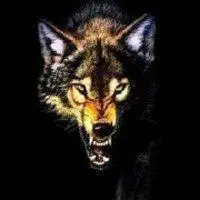 狼微信头像霸气十足图片点击鼠标右键下载