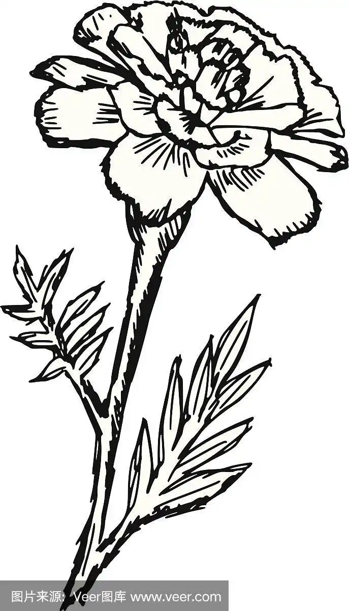 万寿菊,生日,自然,白色背景,符号