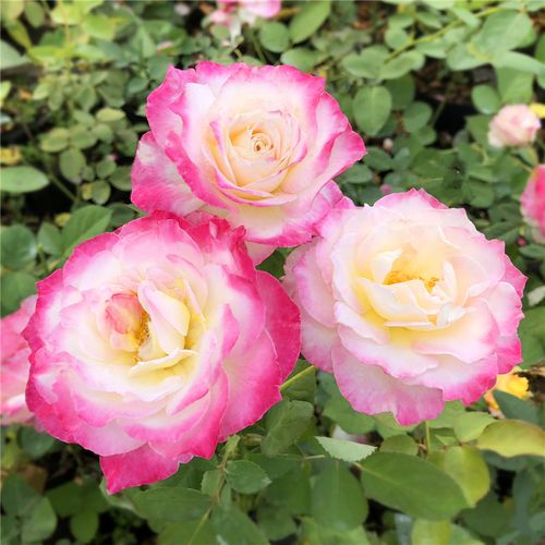 【六翼天使】月季花苗灌木绿植玫瑰室内花卉盆栽四季开花观花植物