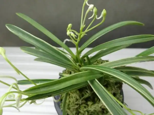 富贵兰 贵母殿③ 大株