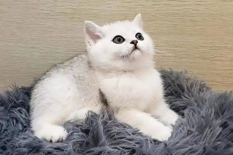 英短银渐层 极品!