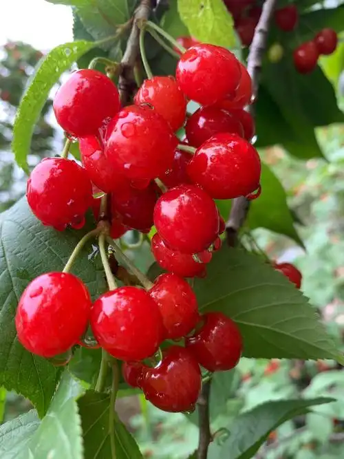 崂山大石村小把刀的樱桃熟了这是雨后的樱桃唯美清新流连忘返