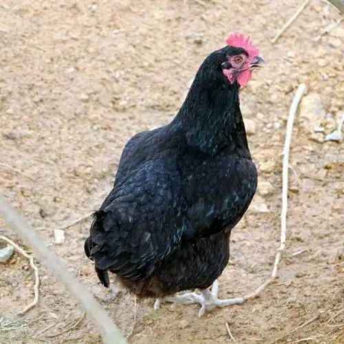 散养2年大黑鸡老母鸡)黑脚鸡土鸡笨鸡柴鸡月子鸡走地鸡跑山鸡整鸡