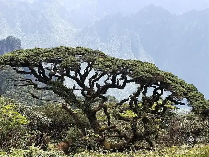 那么辛苦就是看这颗山顶松柏——平安树
