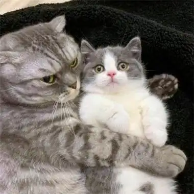 情侣头像小动物一对