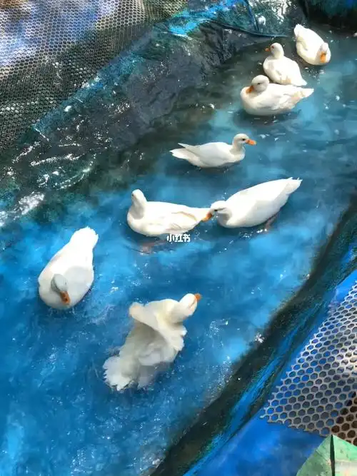 柯尔鸭多少钱一只