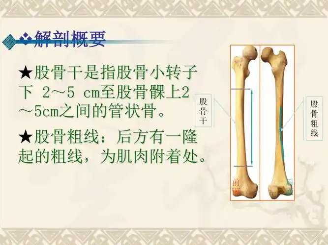 股骨干骨折ppt课件