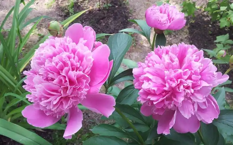 粉色牡丹花的花语