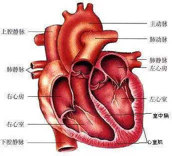图1-1 心脏构造示意图