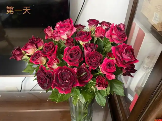 多头紫罗兰玫瑰