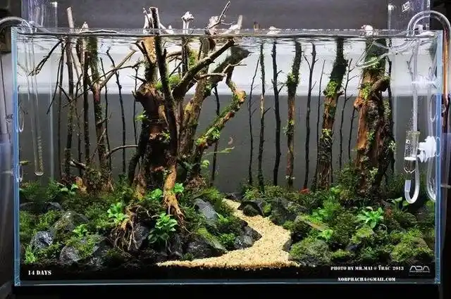 本色水景 | 经典60cm树林景小缸,值得借鉴学习,水草缸培训教程,水陆